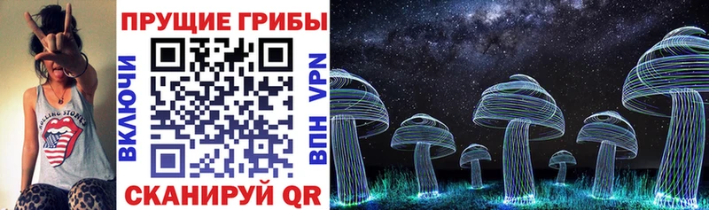 Псилоцибиновые грибы Psilocybe как найти Асино